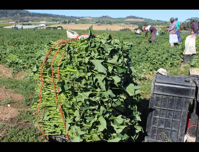 16.70HA FARM FOR SALE IN PAARL RURAL
